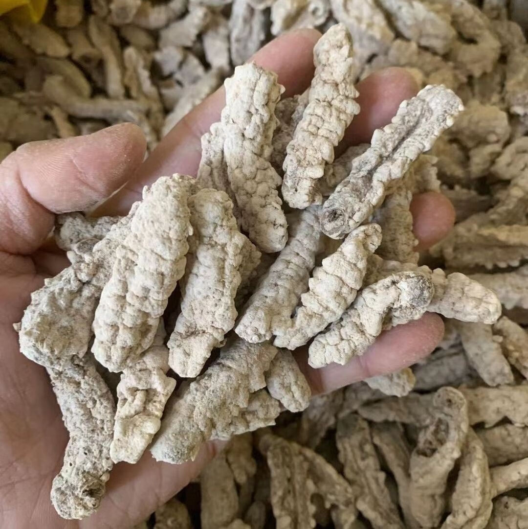 伟博黄玉参海参干货印尼黄肉参仔小黄玉参酒店食材用料非即吃辽参100g