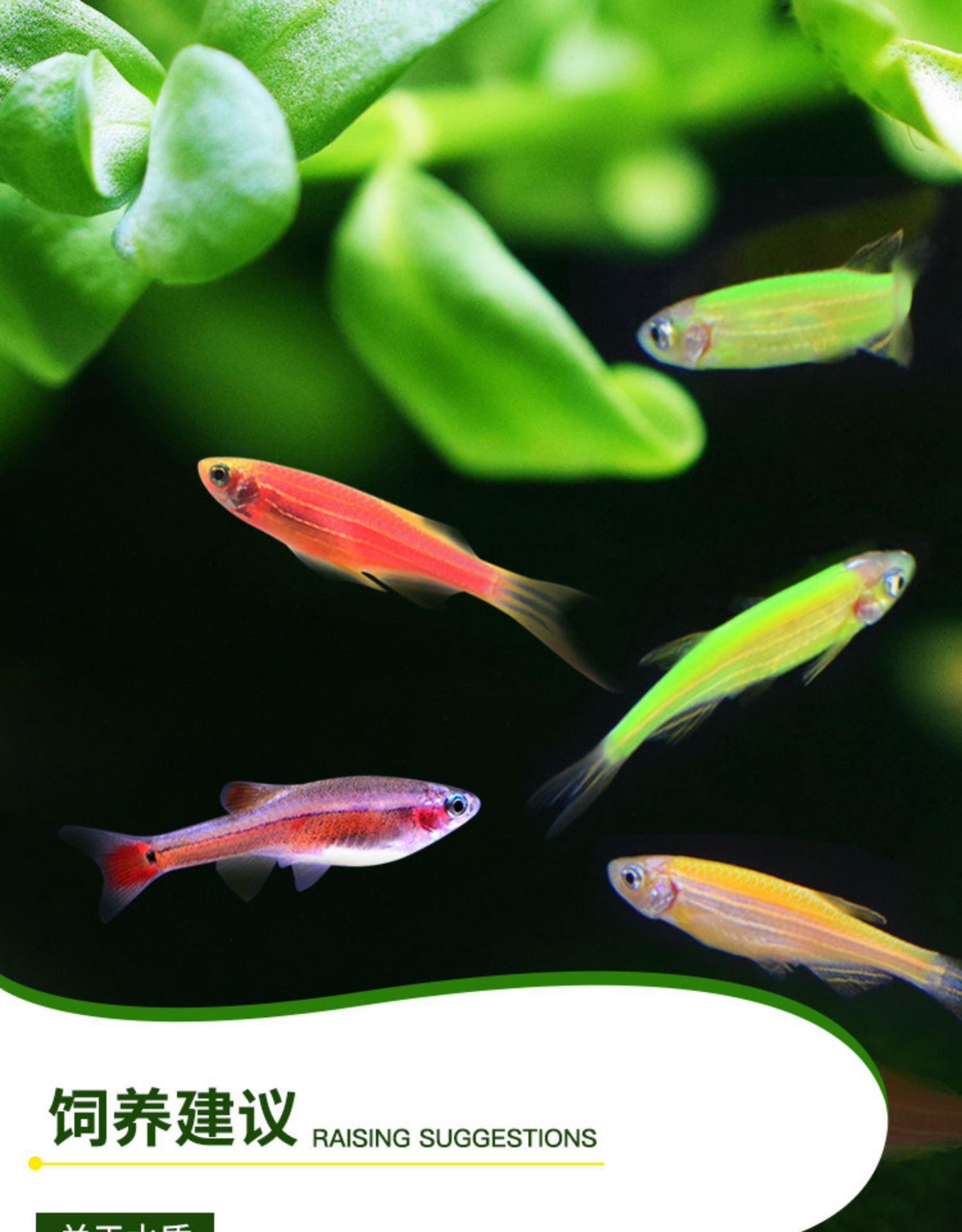 荧光斑马鱼青苹果绿斑马鱼红绿灯鱼小型活鱼冷水鱼热带观赏鱼好养 八