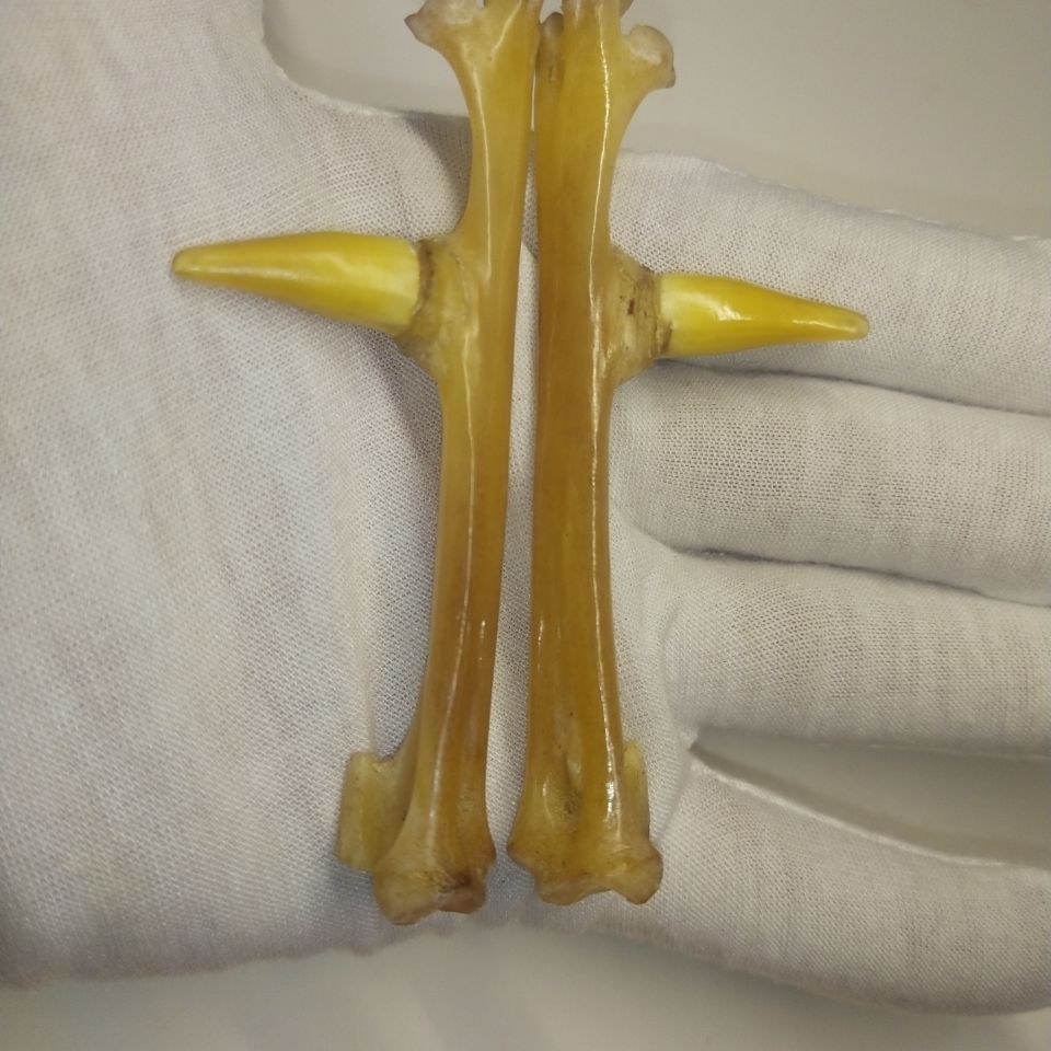 鸡爪骨文玩 鸡蹬子农村散养老公鸡爪骨5-8公分老蹬子文玩把件sn6859