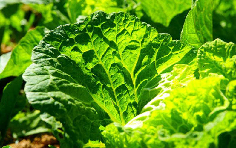 老农夫 打饭包东北白菜叶子新鲜大白菜叶农家蔬菜包饭包菜叶子蘸酱菜