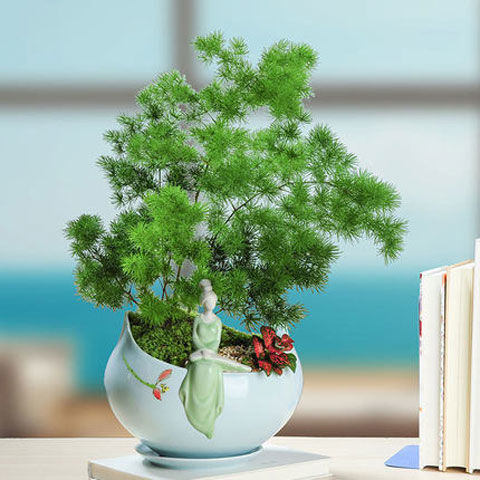 蓬莱松盆栽蓬莱松盆栽吉祥猴好养植物四季常青生肖猴长寿松旺来松融暖