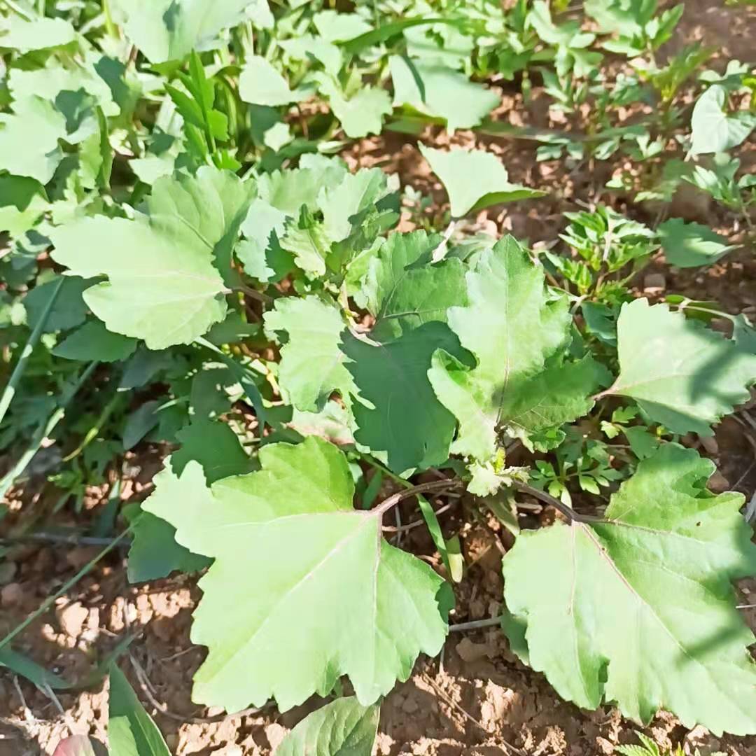 偉博新鮮蒼耳子蒼耳葉乾貨蒼耳種子胡蒼子牛蝨子茶中藥材帶刺鼻塞幹品