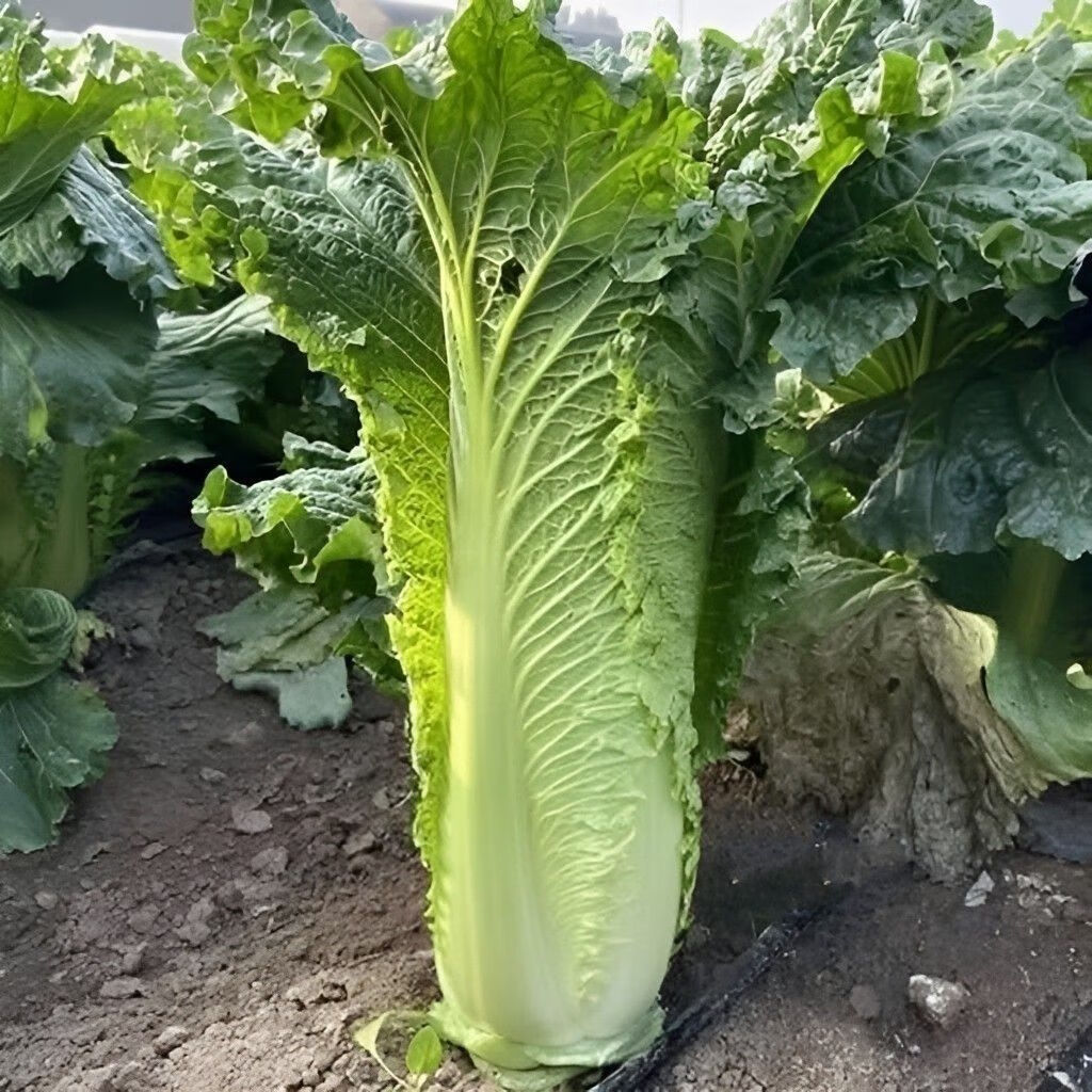 云南高山青麻叶大白菜秋绿白菜竹筒白菜津绿白菜二青白菜新鲜现摘 青