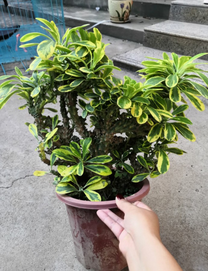 花匠汇玉麒麟盆栽麒麟掌霸王鞭扇贝麒麟金麒麟多肉植物仙人植物小号