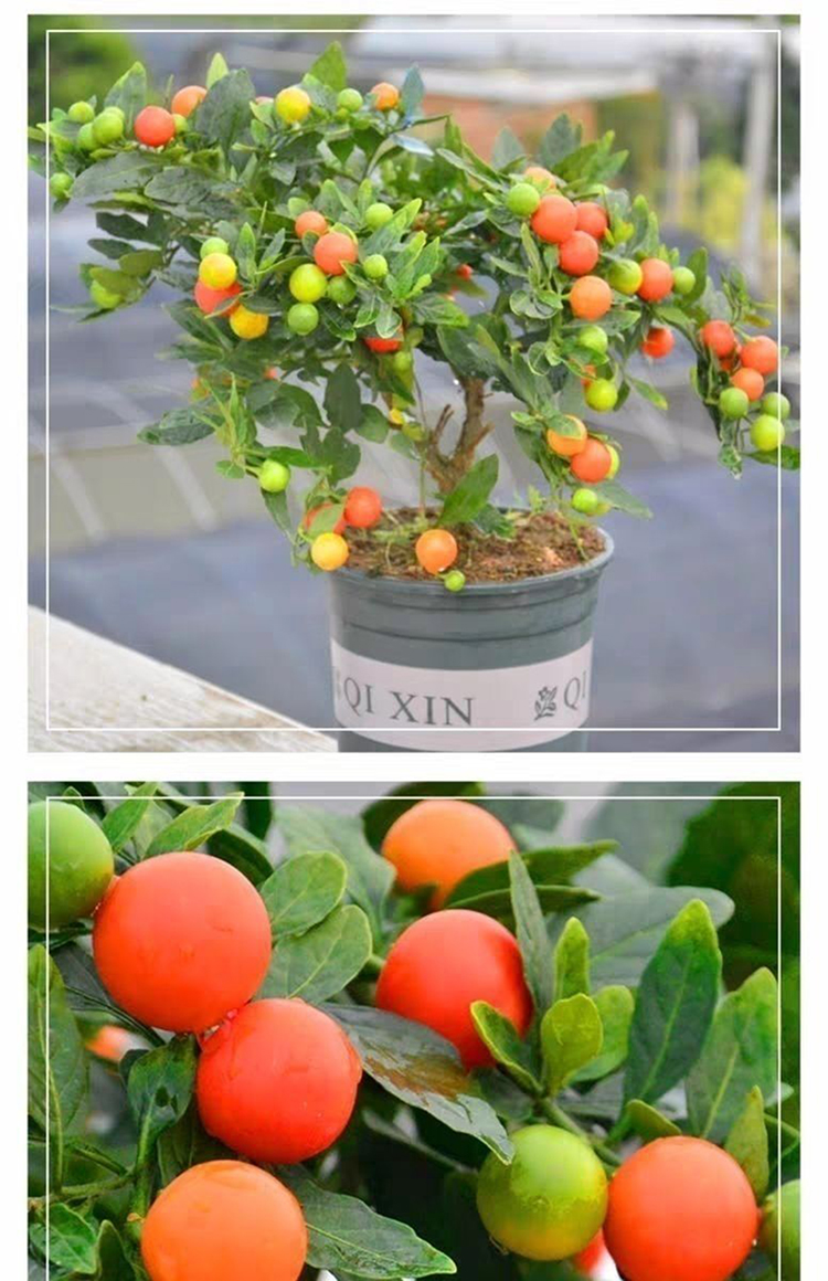 耐寒多年生冬珊瑚豆盆景四季果看樱桃野海椒盆栽 珊瑚豆3年苗带果发货