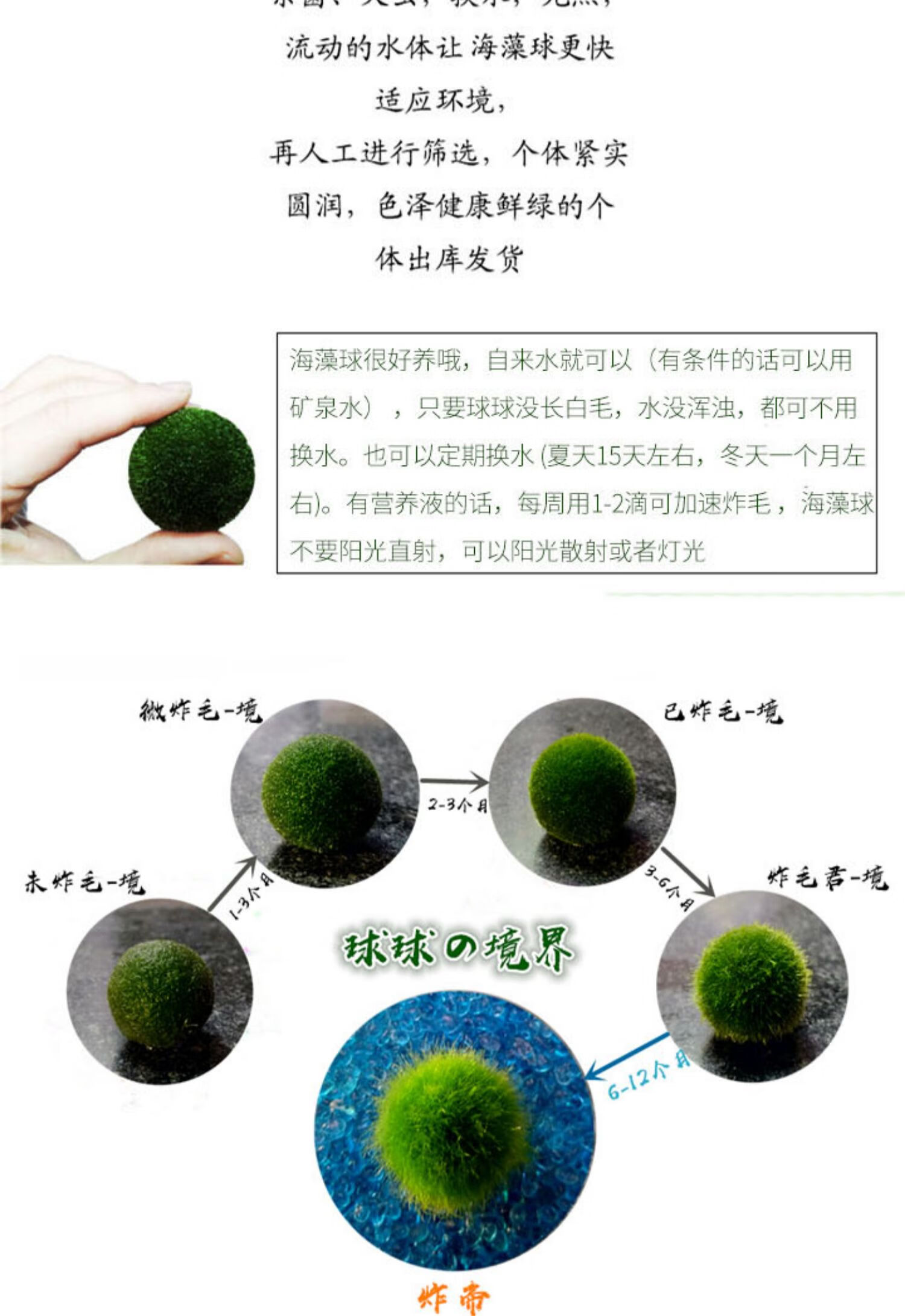水培植物幸福海藻球微景观生态瓶玻璃瓶迷你盆栽创意花卉植物礼物球藻