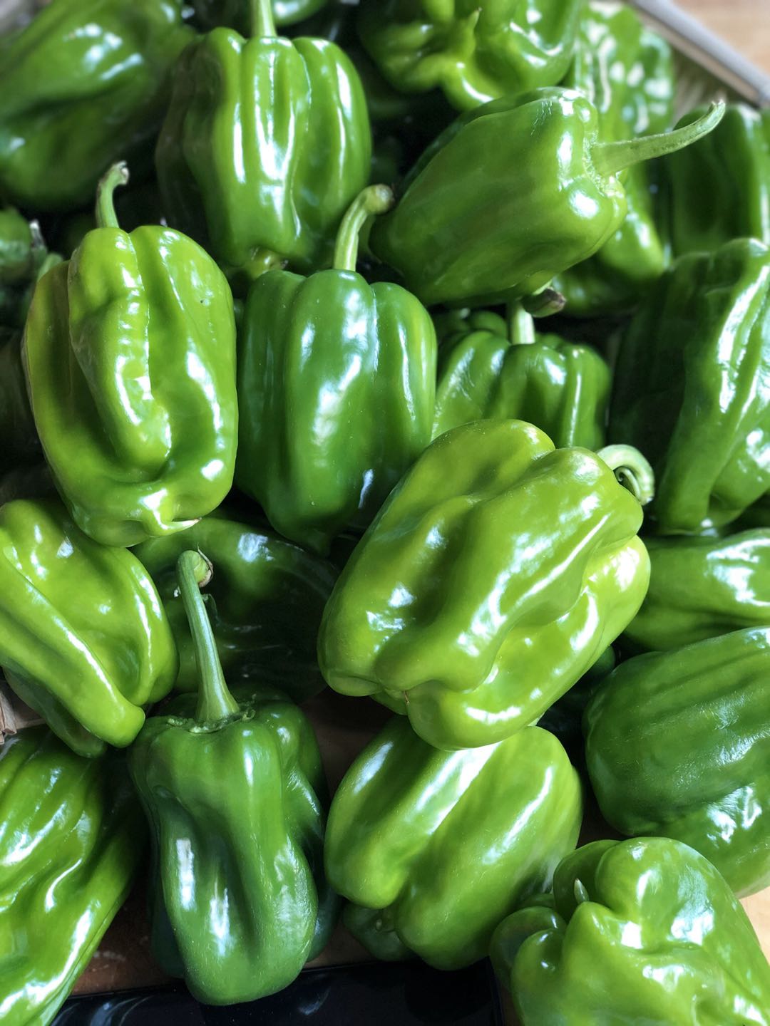 青樱红荔顺丰 东北麻辣椒 现摘圆椒蘸酱菜 新鲜灯笼椒 1斤【图片 价格