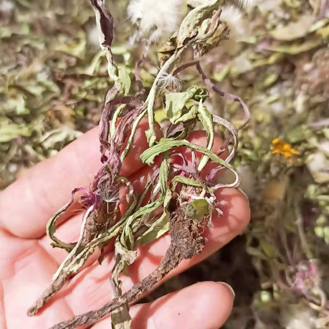 伟博21年干蒲公英茶中药材婆婆丁整棵带根晒干的泡水特级 5斤亏本超值