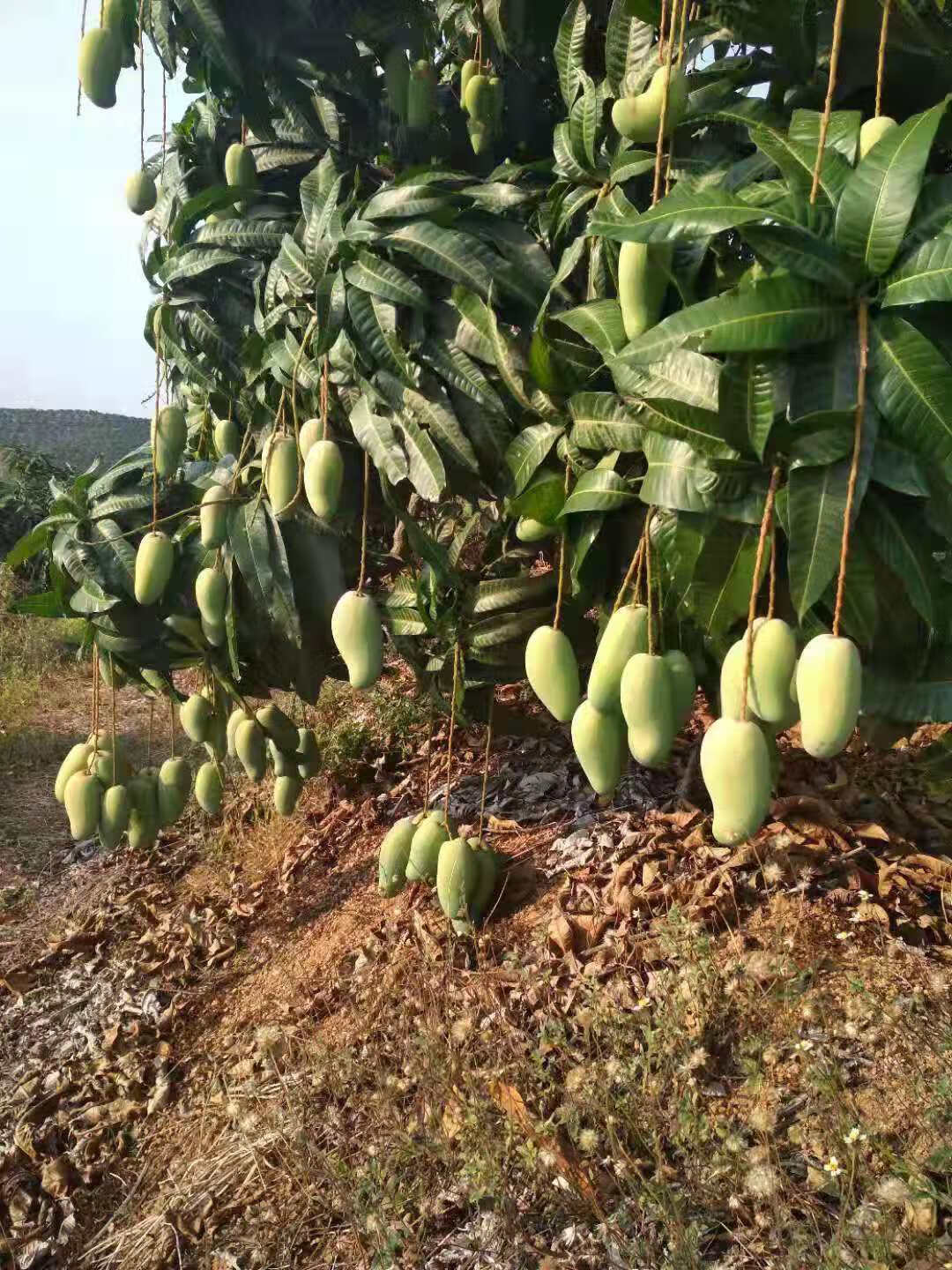 海南象牙芒腰芒果当应季新鲜水果现摘台农5斤象牙芒腰芒中大果1斤34个