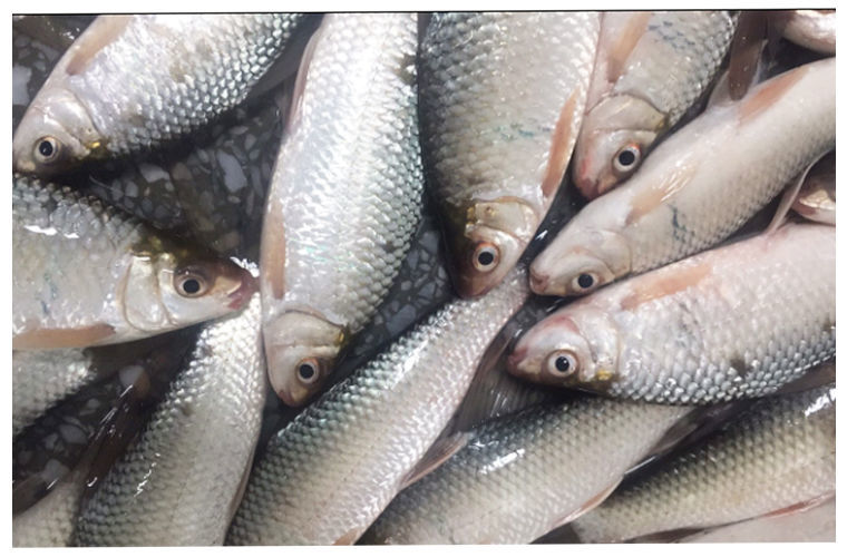 有仁堂鲮鱼苗麦鲮鱼苗麦鲮鱼淡水活体观赏麦鲮鱼苗包活 3-4cm1000条餸