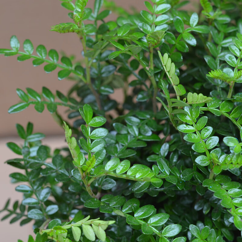 清香胡椒木四季常青物办公室桌面防蚊虫花卉绿植盆栽室内 5年大苗(清