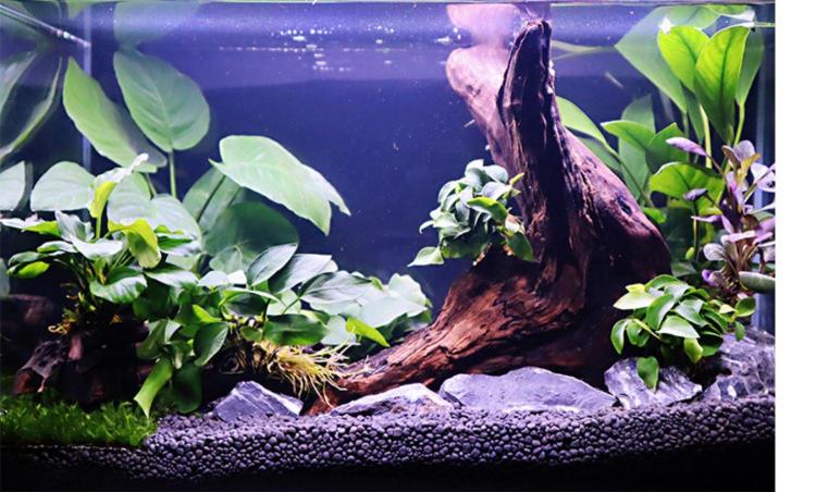 drontal 阴性水榕植物蜈蚣水草辣椒榕水草造景鱼缸沉木鱼缸装饰懒人