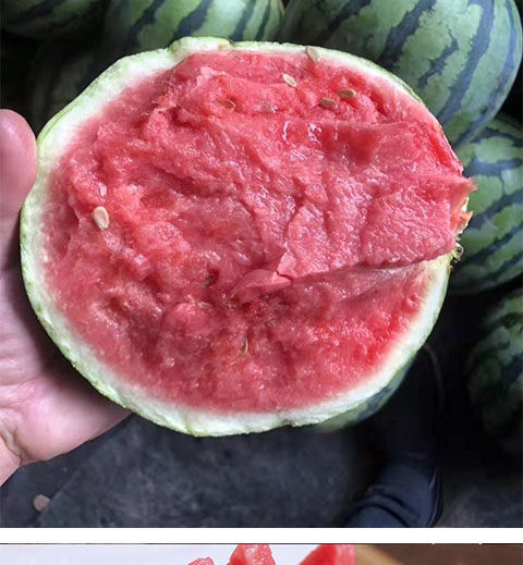 当季麒麟西瓜薄皮多汁夏邑8424西瓜新鲜水果应季西瓜现摘现发 3-4斤单