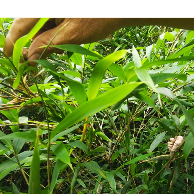 伟博 竹黄500克新货竹参天然竹茧天竹泡酒苦竹花淡