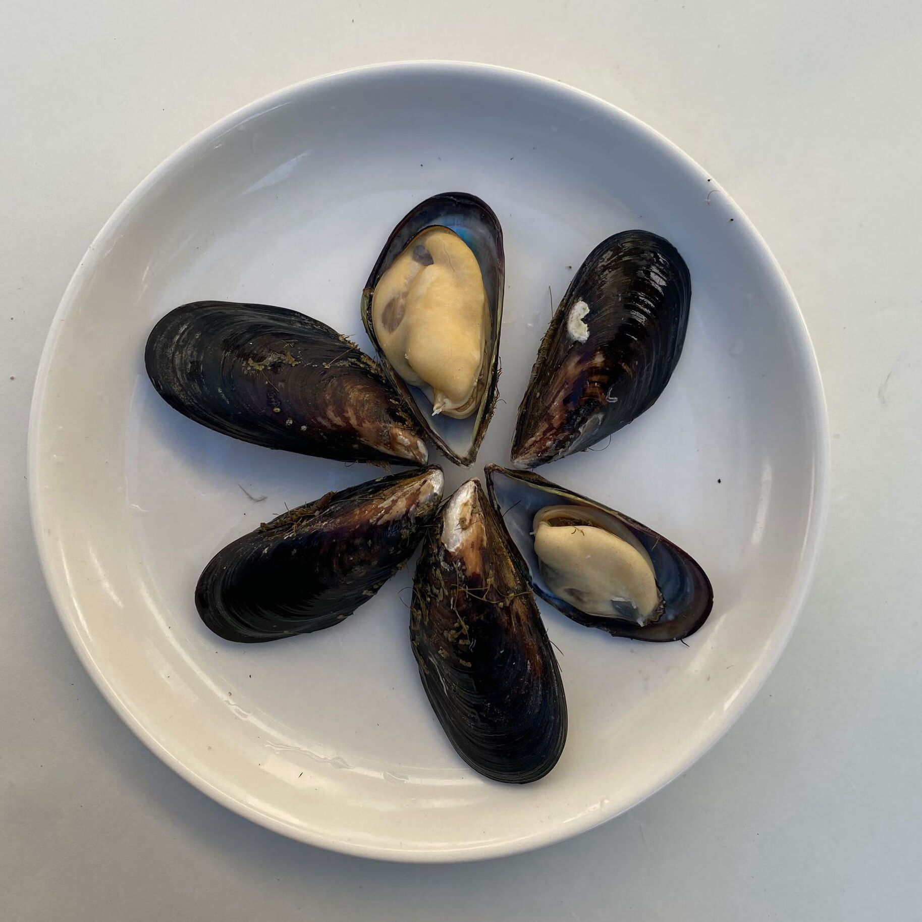 大青口贝鲜活特大海虹淡菜新鲜冷冻海鲜贻贝青口贝水产 5斤装【图片