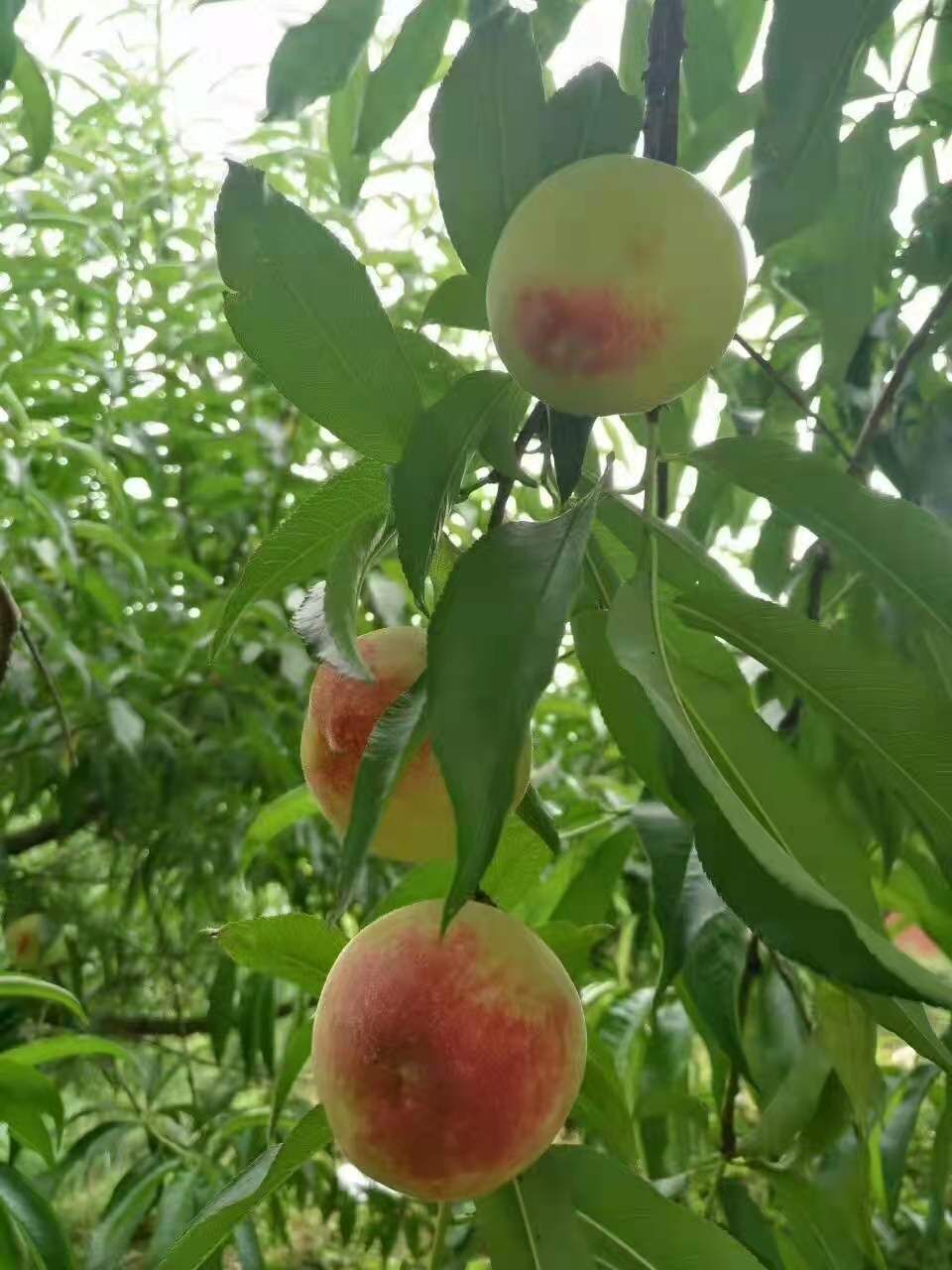 贵州百花桃深山新鲜桃子四月桃脱核桃山桃水密桃顺丰 4000g 精选礼品