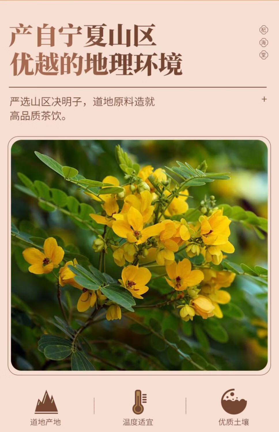 決明子正宗寧夏炒熟決明子茶散裝組合枸杞菊花胎菊王花茶組合 顆顆