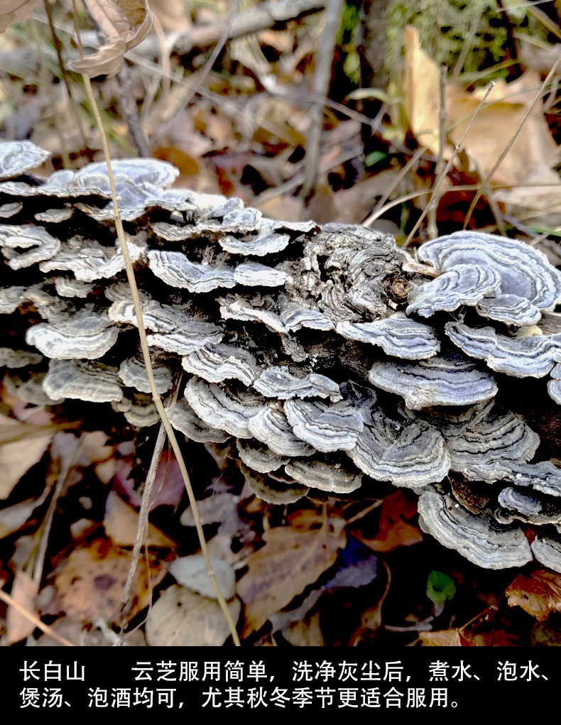 云芝灵芝长白山整枝云芝蘑灵芝片泡茶云芝菌云芝250g