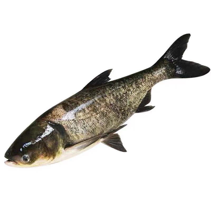 花鲢鱼苗 黑鲢鱼苗 大头鱼苗 鳙鱼 鱼苗麻鲢胖头鱼苗花大头鱼苗 8-10