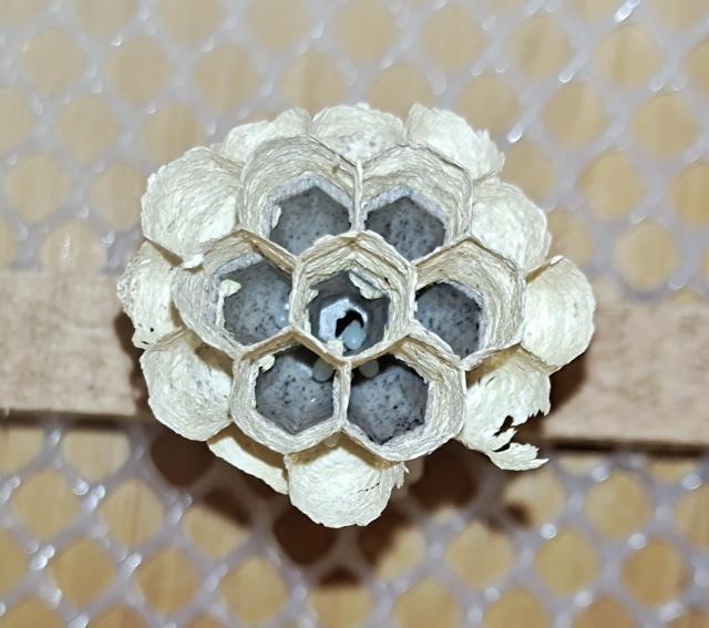 伟博胡蜂3d蜂巢人工蜂巢模压红娘金环虎头蜂王黄脚葫芦黑盾马蜂塑木巢