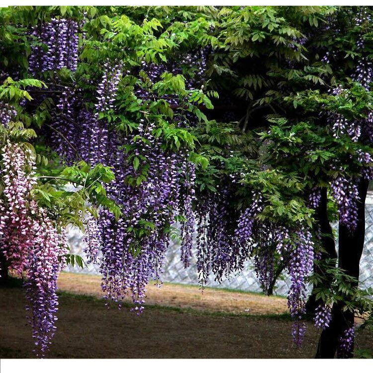 麥桑荷紫藤樹苗老樁帶花苞庭院花園開花爬藤植物紫藤花苗圍牆攀爬耐寒