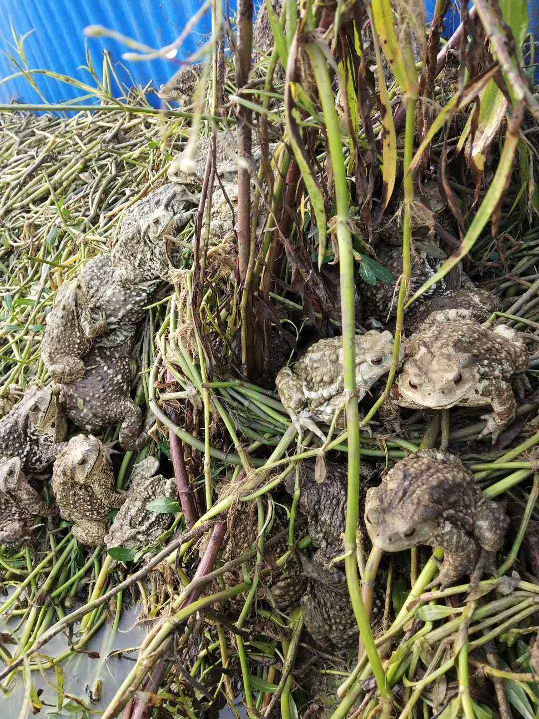 癞蛤蟆活体活蟾蜍青蛙活体包活 1只5两 5只起顺丰特快包邮