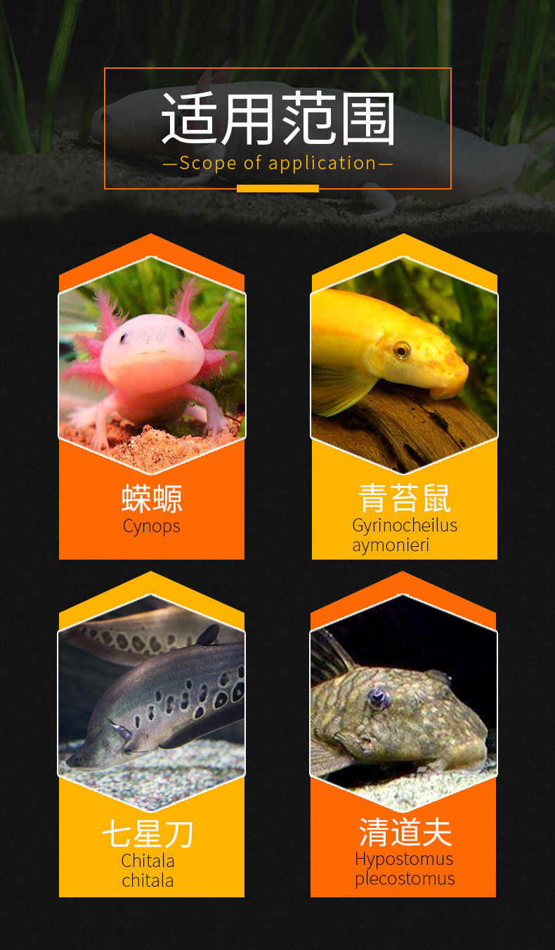 观赏鱼饲养六角鱼龙鱼活体 六角恐龙4-7厘米3条送1条备损【图片 价格