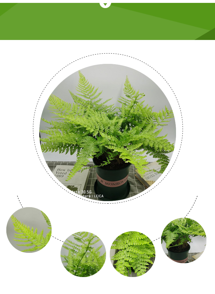 进口维纳斯蕨耐寒热能过冬的蕨类植物盆栽内室吸甲醛净化空气 蕾丝蕨