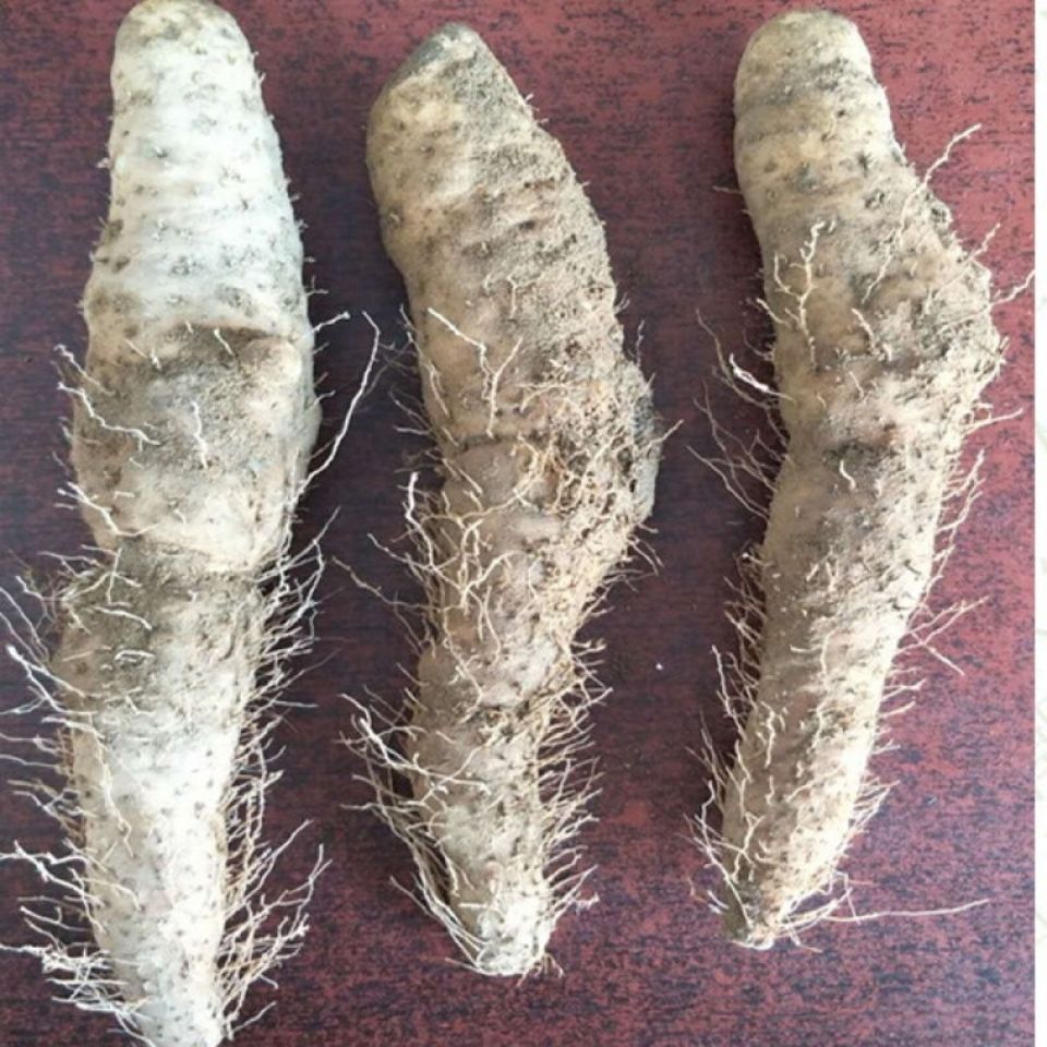 姜薯多规格现挖新鲜姜薯健康食品小个姜茨姜薯卷