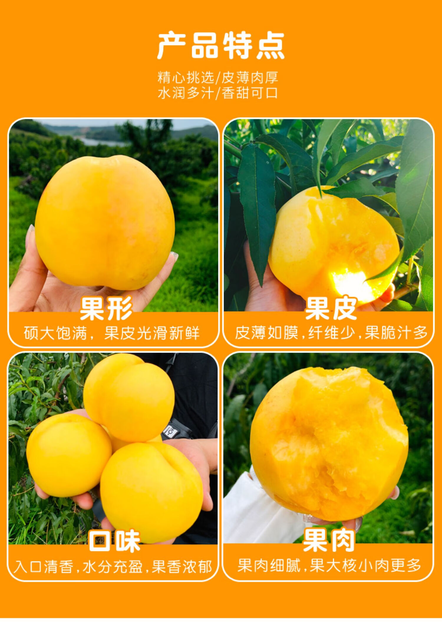 春光岛黄金油桃新鲜水果黄金蜜桃脆桃黄油桃孕妇时令应季1000g匠心果