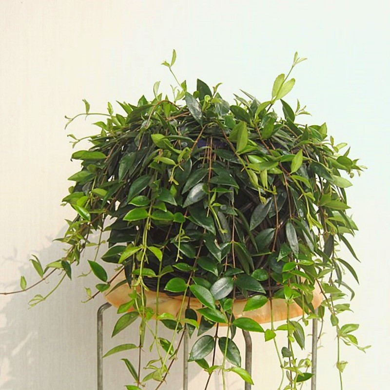 室内走廊阳台盆栽绿植花卉柳叶吊兰垂吊花卉大盆栽 一盆柳叶吊兰带原