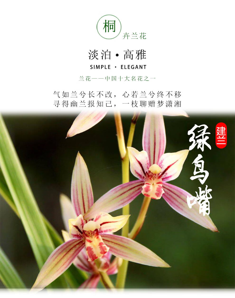 兰花苗绿鸟嘴建兰精品兰草现带花苞出售浓香好养绿植花卉室内外盆栽6苗连体裸根 图片价格品牌报价 京东