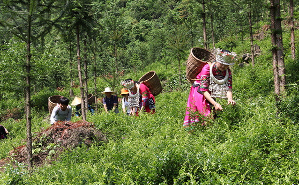 藤茶莓茶特级张家界茅岩霉茶雪茶龙须芽尖梅茶土家藤茶精品罐装高山芽