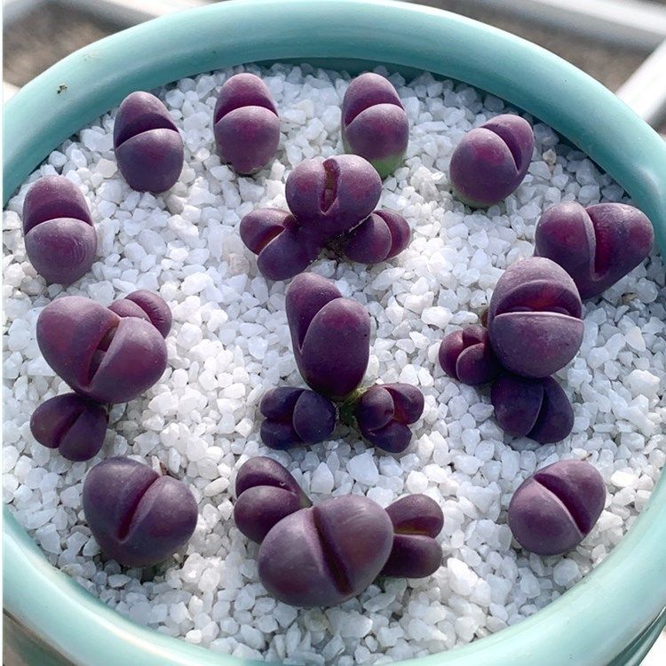 【4颗装】生石花 c81a 红大内石生花屁屁多肉植物 4颗 单头红大内 不