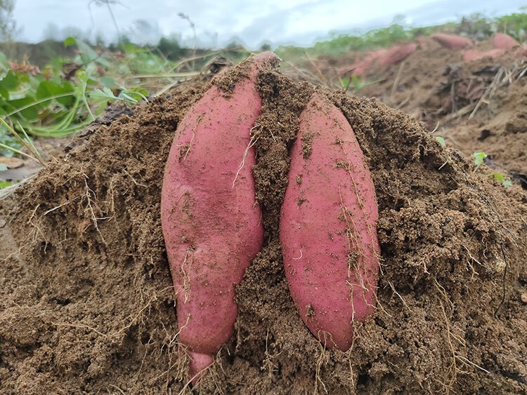 卢龙红薯 正宗河北秦皇岛特产农家新鲜蜜薯烤专用红安 3斤 大果【图片