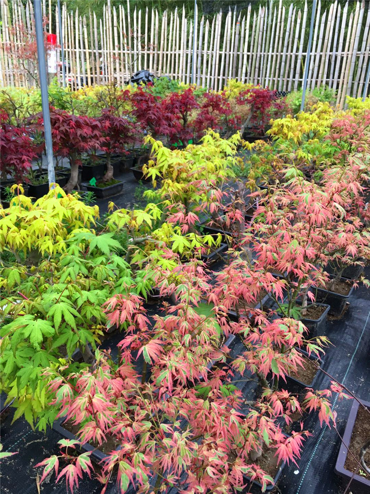 正宗日枫蝴蝶锦枫红七变化彩叶红枫小盆栽虎雀 882号粉色系蝴蝶锦枫