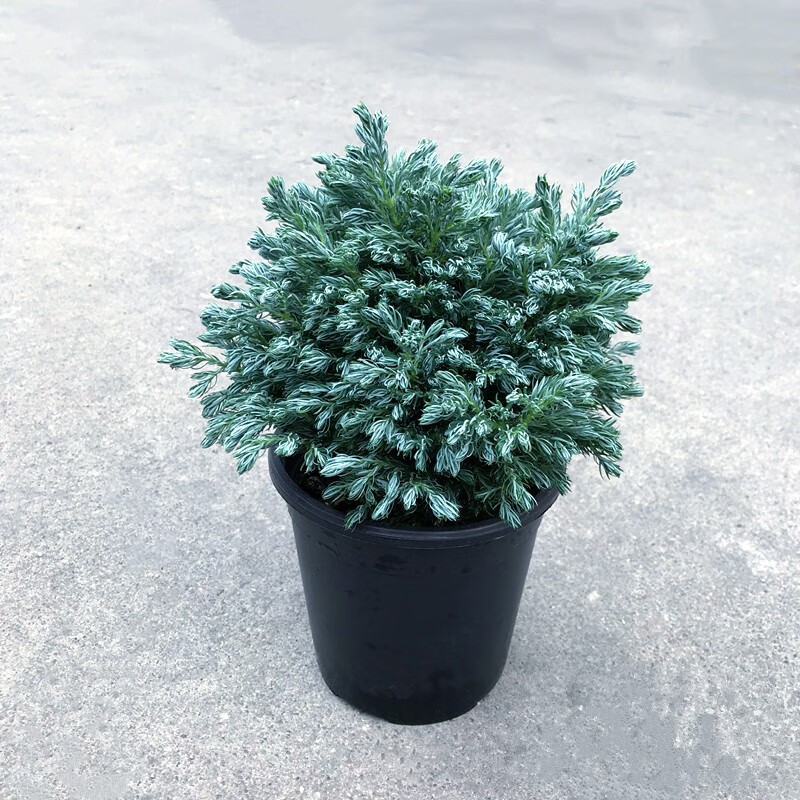 山头林村蓝湖柏盆栽蓝色波尔瓦蓝柏蓝冰柏卷柏净化空气耐寒花园绿植