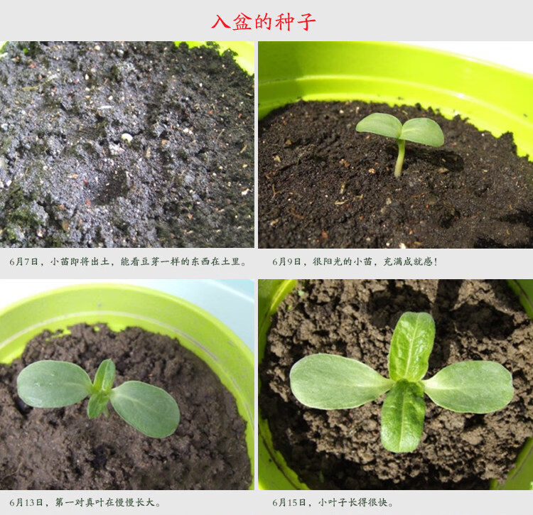 中梦向日葵种子观赏向日葵种籽切花瓜子食用葵花籽油葵矮秆室内盆栽孑