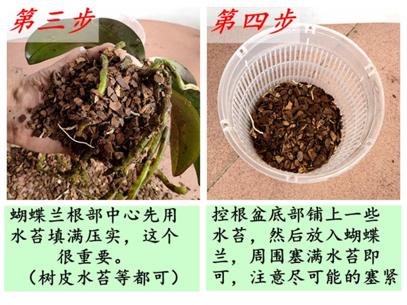 智利水苔智利毛毛虫水苔蝴蝶兰换种盆种植土保湿透气乌龟冬眠孵化宠物汐岩智利毛毛虫水苔150克 图片价格品牌报价 京东