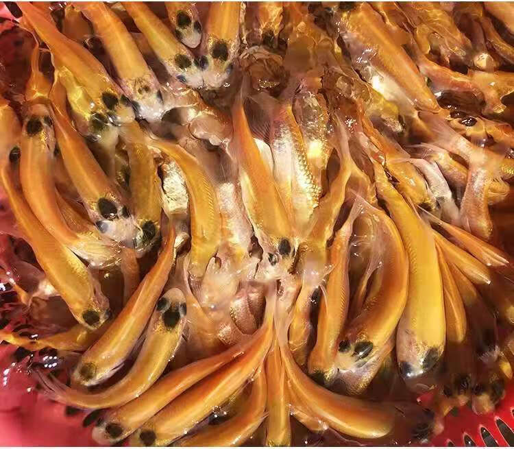金草鱼苗活体淡水养殖黄金鲩鱼红色金丝草鱼苗金丝皖鱼苗46厘米500条