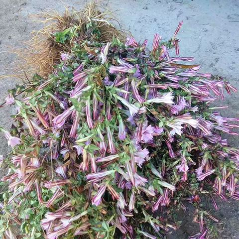 新货 野材龙胆草 苦胆草 龙胆红花云南深山农家采挖干货200g 野生采挖