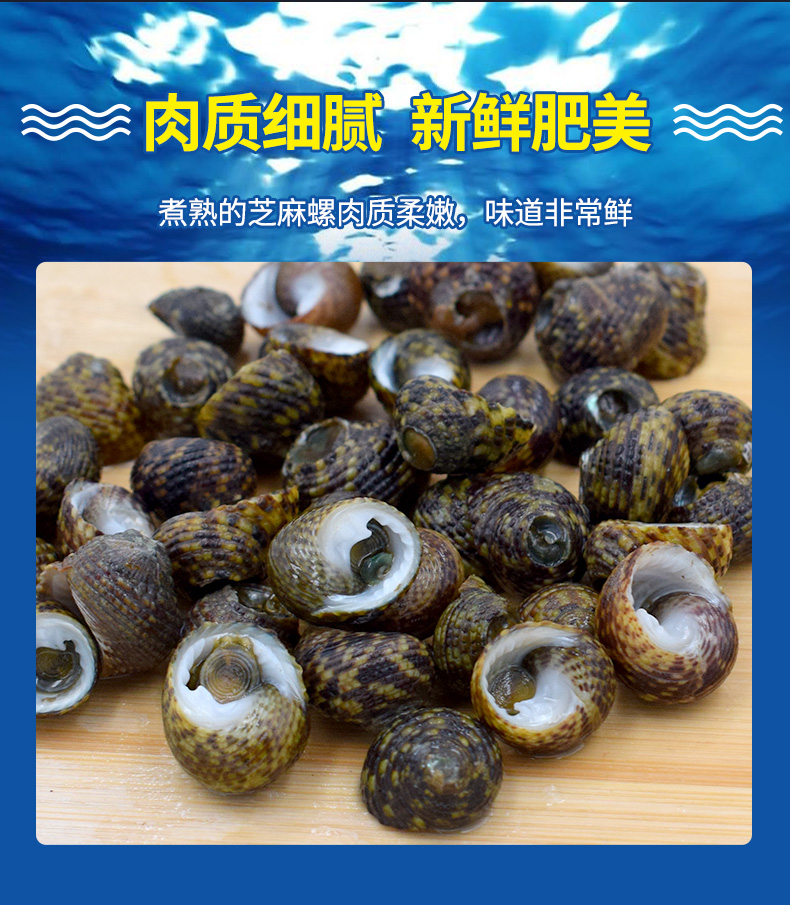 静境舟山新鲜芝麻螺1斤鲜活香波螺海螺猫眼螺螺丝香螺