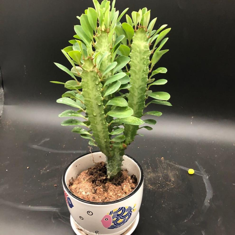 龙骨花龙骨树多肉植物龙骨盆栽【买1盆 1盆万重山】多肉花卉绿植盆栽