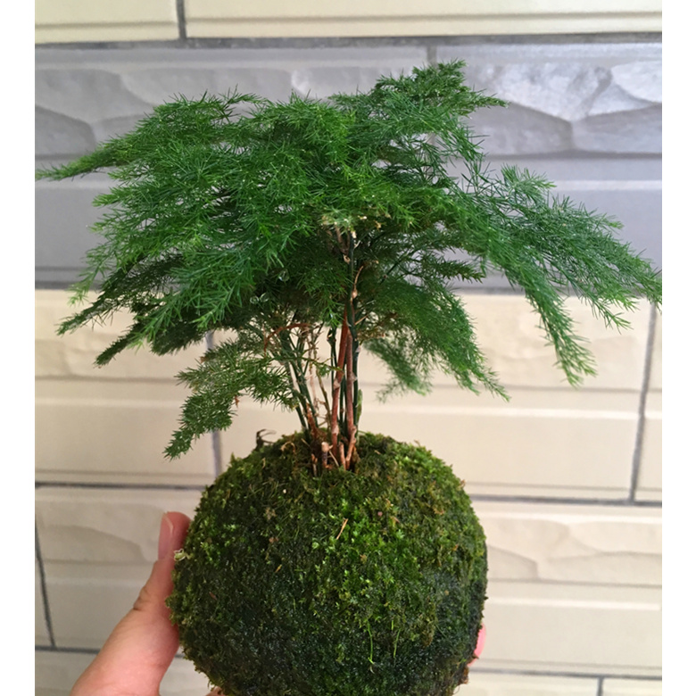 苔藓球室内懒人观叶植物文竹绿植好养桌面盆栽好养小苗盆景苔玉不支持7天无理由苔球袖珍椰树不含盆 图片价格品牌报价 京东