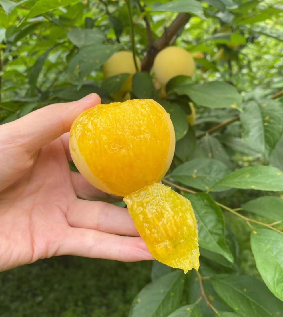 源外园四川雅安桃花李玉皇李当季新鲜水果孕妇李子大果黄金奈李顺丰