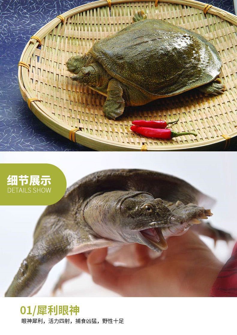 公雄头甲鱼大甲鱼食用活体鲜活水产品中华鳖王八鳖苗2527斤五年生态鳖