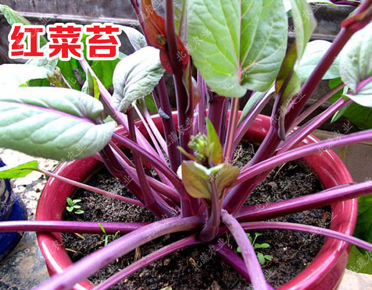 冠四季红菜苔种子菜心菜花芸菜苔紫菜苔蔬菜种子四季播阳台蔬菜种籽