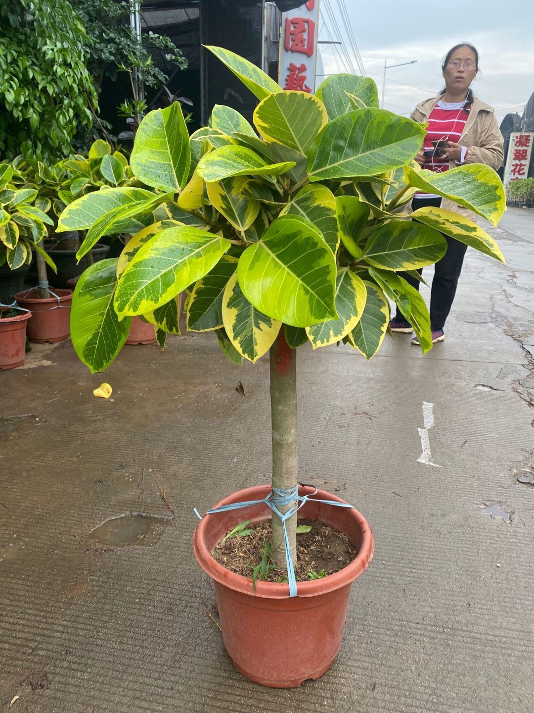 【送货上门】青叶橡皮树网红真绿植盆栽客厅大型盆栽北欧ins风吸甲醛