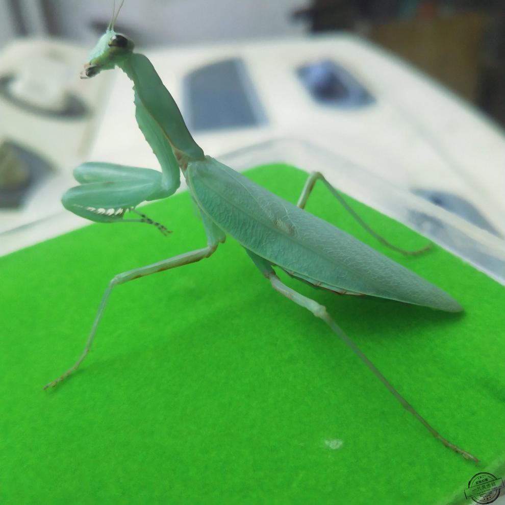 宠物活体广斧螳螂大刀螳螂眼斑兰异宠花幽灵非洲绿巨儿童生日礼物 豆