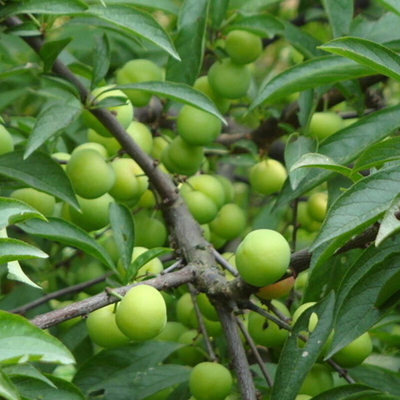广西酸嘢泡酸李子三月李新鲜腌制特产孕妇水果酸料酸辣米李子现货酸辣